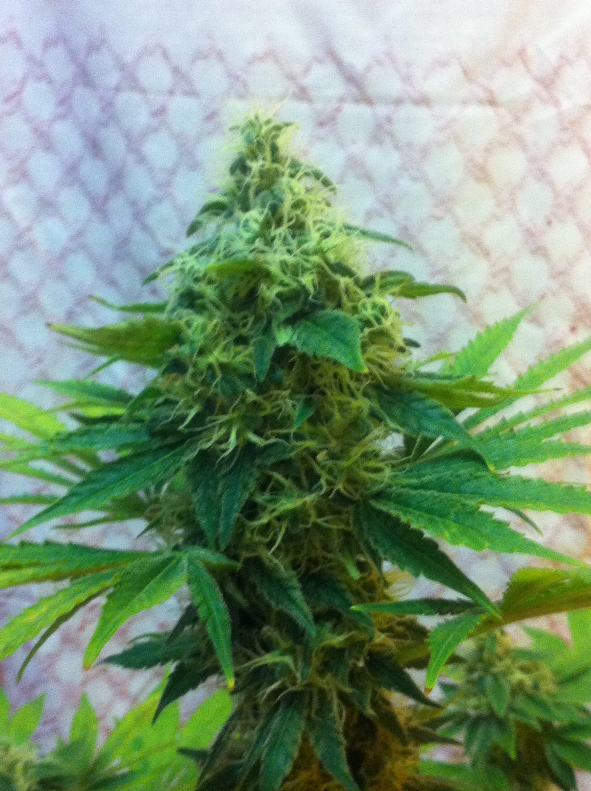 Criminal Jack Feminizada (Biohazard Seeds)