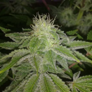 Criminal Jack Feminizada (Biohazard Seeds)