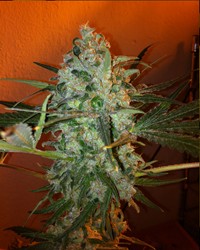 King Kong Five (Mano Verde Seeds) Semilla Feminiza Cannabis-Marihuana