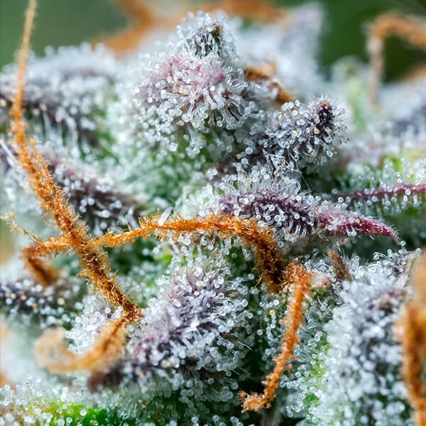 Northern Light Automatic Royal Queen Seeds