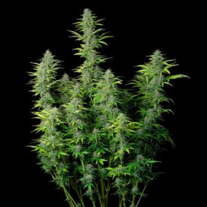 Northern Light Automatic Royal Queen Seeds