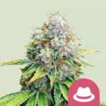 OG Kush Feminizada Royal Queen Seeds