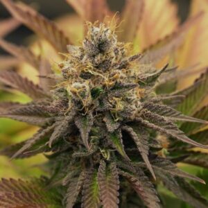 OG Kush Feminizada Royal Queen Seeds