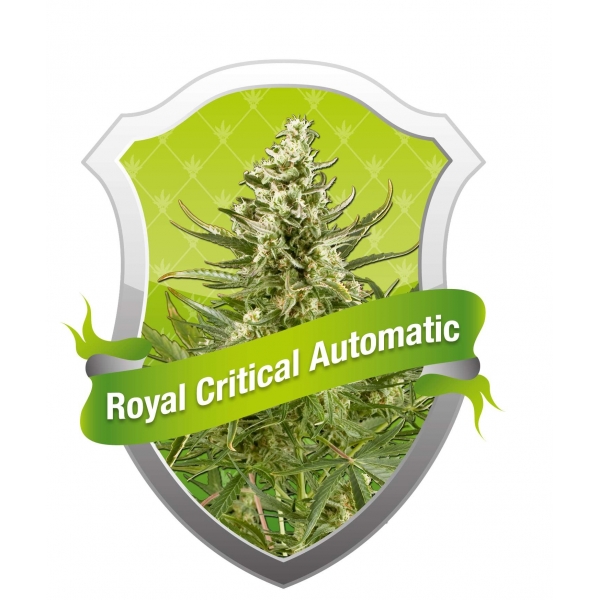 Semilla Royal Critical Automatic (Royal Queen Seeds) Cannabis Autofloreciente Feminizado