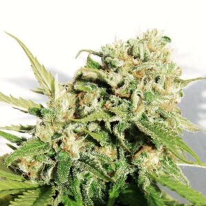 Napalm (Biohazard Seeds)