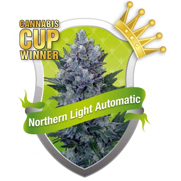 Northern Light Automatic (Royal Queen Seeds) Semilla Feminizada Marihuana Autofloreciente 100%