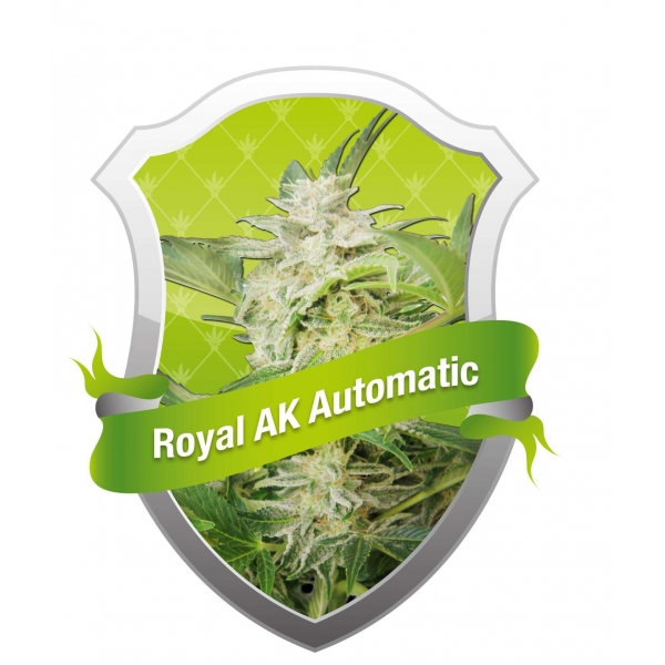Royal AK Automatic (Royal Queen Seeds) Semilla