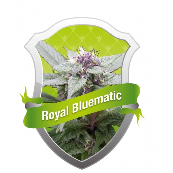 Royal Bluematic (Royal Queen Seeds) Semilla