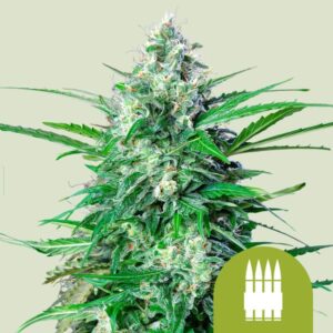 Royal AK Automatic (Royal Queen Seeds)