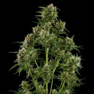 Royal Critical Auto Royal Queen Seeds