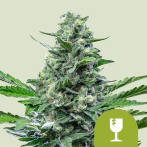 royal-critical-auto-royal-queen-seeds