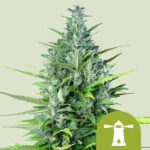 Royal Haze Auto Royal Queen Seeds