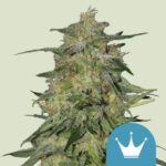 Royal Highness Feminizada Royal Queen Seeds