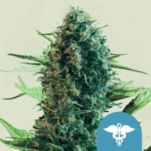 Royal Medic Feminizada Royal Queen Seeds