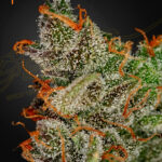 King's Kush Feminizada Green House Seeds