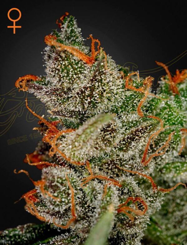 King's Kush Feminizada Green House Seeds