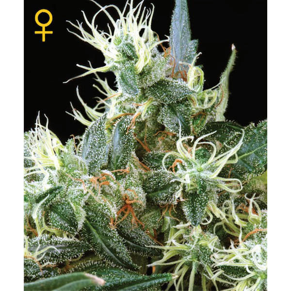 NL5 Haze Mist Feminizada Green House Seeds