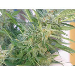 Élite 47 (Elite Seeds) Semilla Feminizada Cannabis-