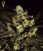 Exodus Cheese (Greeen House) Semilla Cannabis 100% Feminizada