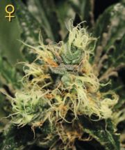 Pure Kush (Greeen House Seeds) Semilla Feminizada Marihuana - CAnnabis
