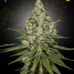 Super Lemon Haze Feminizada Green House Seeds