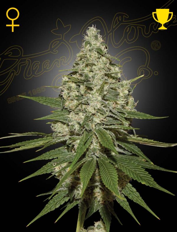 Super Lemon Haze Feminizada Green House Seeds