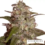 Orange Light Feminizada-SeedMakers