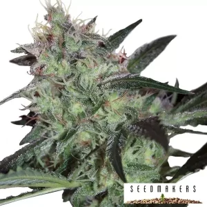 Super Diesel Feminizadas SeedMakers