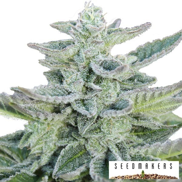 Super Kush﻿ Feminizada SeedMakers