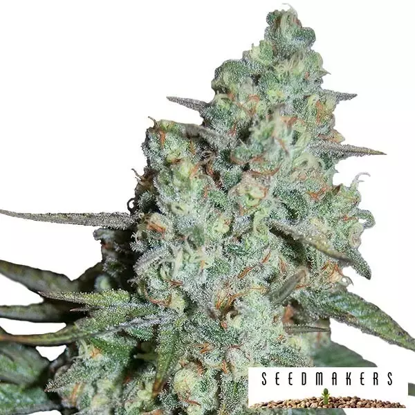 Wonder Skunk SeedMakers Semilla Feminizada