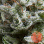 Auto Anesthesia Pyramid Seeds