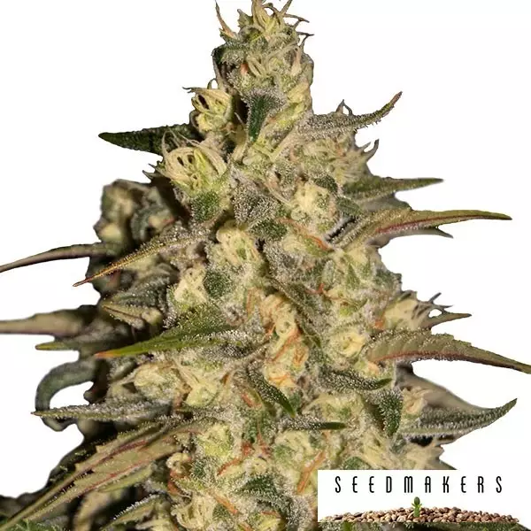 Silver Jack Feminizada-SeedMakers