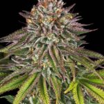 Critical Kush Feminizada (Barney´s Farm Seeds)