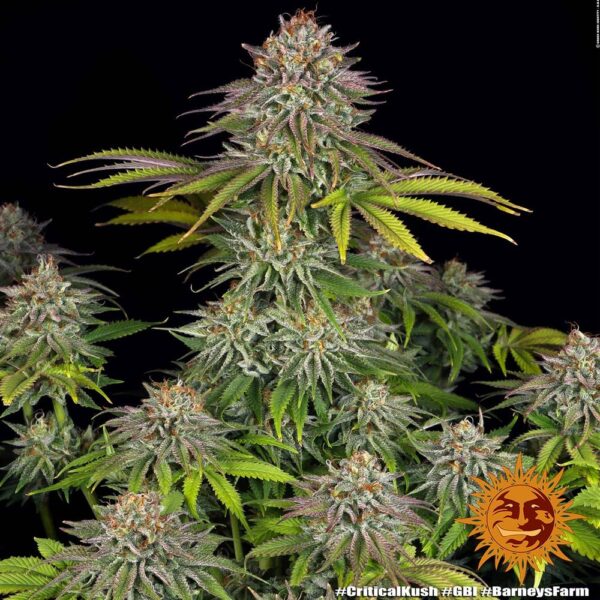 Critical Kush Feminizada (Barney´s Farm Seeds)