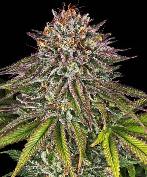 Critical Kush Feminizada (Barney´s Farm Seeds)