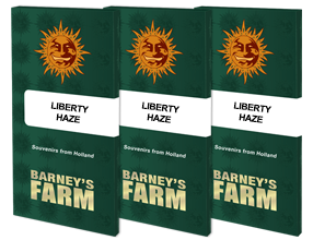 Liberty Haze Feminizada Barney´s Farm Seeds