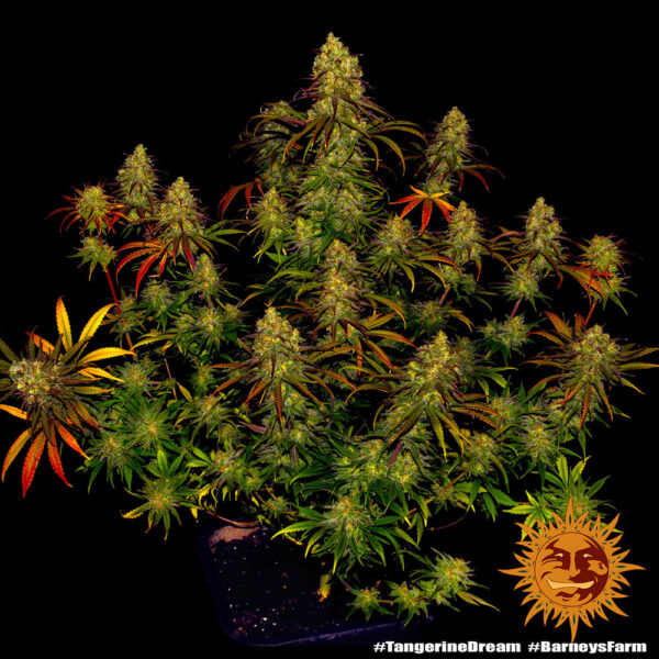 Tangerine Dream Feminizada (Barney´s Farm Seeds)