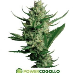 Night Queen (Dutch Passion) Cannabis seeds