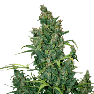 Tundra #2 Auto (Dutch Passion) Semilla Automatica Cannabis