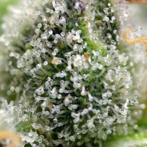 Green Poison F1 Fast Version Sweet Seeds