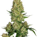 Auto Skunk #1 Feminizada de Sensi Seeds