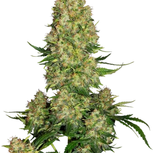 Auto Skunk #1 Feminizada de Sensi Seeds