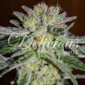 Northern Light Blue Feminizada Delicious Seeds