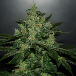 Critical Jack Herer Auto (Delicious Seeds)