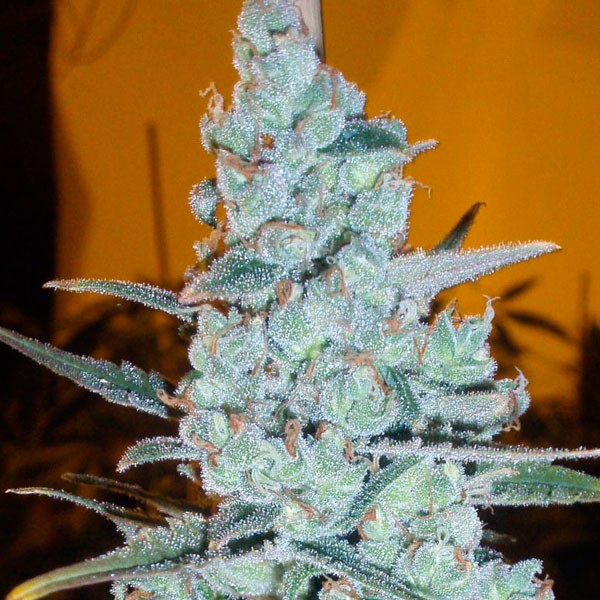 Critical Jack Herer (Delicious Seeds)