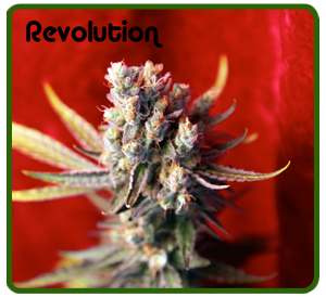 Revolution (Reggae Seeds) Regular