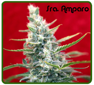 Sra. Amparo (Reggae Seeds) Semilla Feminizada
