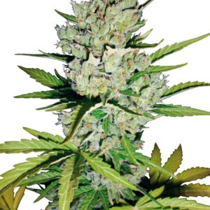 Super Skunk AutoFem (Vision Seeds) Semilla Cannabis Barata