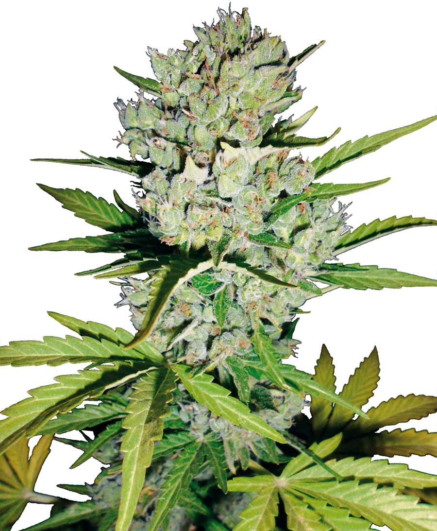 Super Skunk AutoFem (Vision Seeds) Semilla Cannabis Barata