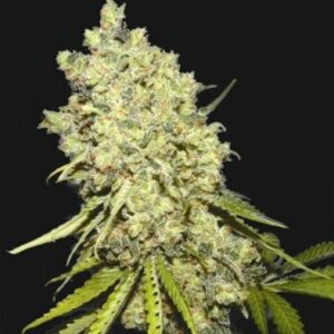 Somanta Feminizada Biohazard Seeds